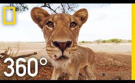 Lions 360° | National Geographic