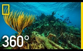 360° Underwater National Park | National Geographic